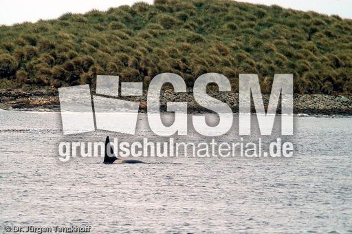 Orca (25 von 59).jpg